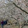 【筑波山梅林】紅梅は残念ながらほとんど終わってしまいましたが白梅はちょうど満開です！