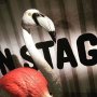 #esns16 #flamingo