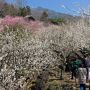 まもなく見頃を迎える茨城の筑波山梅林 山の斜面にありますので健脚な方向けかも♪