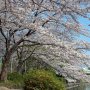 今日は休みを取って彩の国遠征してきました 大宮公園の桜、満開ｷﾀ━━ヽ(ﾟ∀ﾟ )ﾉ━━!! 
