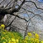 【幸手市権現堂】以前は桜のすぐ下の土手にも菜の花が咲いていたのでこーんな写真もお手軽に撮れたのですが... さて今年はどうでしょう？