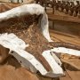 【那須野が原博物館 大恐竜展Ⅱ】本物のトリケラトプスの頭骨も展示されています 