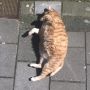 Mientje heeft zo veel gegeten het afgelopen jaar, allemaal voor vandaag, zodat ze eindelijk haar droomrol kan vervullen als het harige paasei rollend over het trottoir #cat #sun #easter