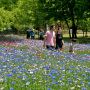 【とちぎわんぱく公園】ややピークを超えた感はありますが遠目にみれば充分綺麗ですね♪ そろそろ春のお花の季節も終わりかな～