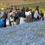 【ひたち海浜公園2017】菜の花がまだ綺麗に残っている場所はネモフィラとのコントラストが楽しい 