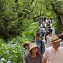 【幸手市権現堂あじさい祭】桜の時期は華やかに彩られる土手の上は緑一色 静かな雰囲気が個人的には好印象なのです