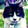 Schrödinger weighed 1lb, 2 oz on 9/20/14. He now weighs 11 lbs & owns about 40 Stanford grad students. 