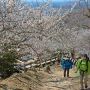 【筑波山梅林】綻ぶ梅の花にハイカーさんも思わず振り返るっと..._〆(・∀・＠)