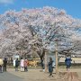 【天平の丘公園】満開ｷﾀ━━(ﾟ∀ﾟ )ｷﾀ(　ﾟ∀ﾟ) (｡Ａ ｡ )ｷﾀ━━!! 