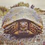 prisma turtle