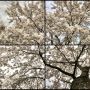 Bloeiende kersenbomen @amsterdamsebos