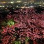 【栃木の桜】夜景の名所でもある太平山 夜桜もいけちゃいます