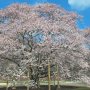 【天平の丘公園】支え棒で枝ぶりが以前の姿に戻り綺麗な傘型を見せるようになった2本めの桜 これはアリだな 