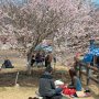 【天平の丘公園】露店の立ち並ぶエリアは一足早いお花見モード ここの桜は八重桜が終わるまで長い期間楽しめますよ～ 