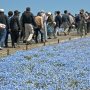 【ひたち海浜公園2016】この隊列は聖地巡礼的な何かに違いない(驚愕) 