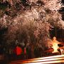 【栃木の桜】慈光寺・赤門の桜も夜桜を楽しめます 仕事帰りに最適♪