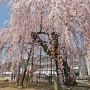 【栃木の桜】「古賀志の孝子桜」と呼ばれる小規模特認校・城山西小学校の校庭の真ん中で咲き誇る枝垂れの名木です