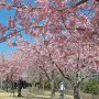 【宇都宮城址公園の河津桜】花ある所にカメオタあり べっ、別にお仲間って訳じゃないんだから！ (ﾟ∀ﾟ; ｱｾｱｾ
