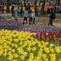 【ひたち海浜公園2017】チューリップも良い感じに咲いてます 