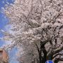 【栃木の桜】宇都宮市内なら新川の桜並木もオススメです