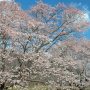 【天平の丘公園】淡墨桜は散り際に淡い墨色になるのが特徴ですが、今年は満開前にすでに花の色が変わってる木がちらほら 