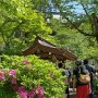 【筑波山】ツツジも咲く境内 ハイカーさんも続々とやってくる 