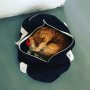 My cat wants to go with me...