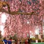 【宇都宮市・釜川の枝垂れ桜】桜の屋根の下で飲む酒はさぞ美味いだろうｗ それは置いておいても宇都宮の寂れた市街地とは思えない見事な景観だわ