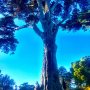 Psychedelichristmas from Golden Gate Park! 