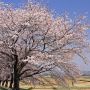 【栃木の桜】桜の名所として知られる太平山周辺の桜 山頂から麓まで見所たっぷりです 桜の時期は交通規制がありますのでご注意を