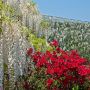 【あしかがフラワーパーク】藤以外の花もいっぱいな園内