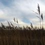 Riet #polder #riet #natuur #lovezeeland