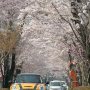 【那須塩原市・乃木神社】参道には綺麗な桜のトンネルが完成 