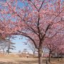 【宇都宮城址公園の河津桜2017】土曜日朝の公園は閑散としてましたｗ こんなに桜が咲いてるのにｗ 