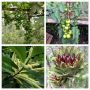 Tuin Rolf