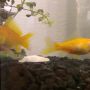 Adolf en Eva hebben vers water :D
