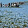 【ひたち海浜公園】いざ！ 丘の頂へ！ 人は高い所が好きなんです(ｷﾘｯ