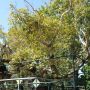 De boom van Hippocrates. #kos