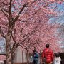 【宇都宮城址公園の河津桜2017】やはり街中の公園、ご家族連れが多い カメオタ的にはそこはかとないアウェー感ｗ