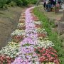 【あしかがフラワーパーク2017】通路脇にも敷き詰められるようにお花が植えられています♪  