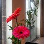 De Bloemen Die Licht Vangen Door Tralies