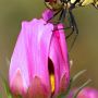 開花へカウントダウン！