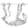 @qikipedia @PaoloViscardi something sloth like? 