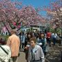 【天平の丘公園の八重桜】ひっきりなしに人が往来する場所で一眼振り回すカメオタのアウェー感ときたらｗ 