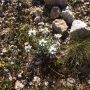 Edelweiss op de piste van Courchevel