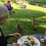 Liesbeth voert de nijlganzen bij de bootjes