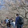 【筑波山梅林2017】頂上へ向け進撃！！ 