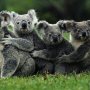 De koalalitie is al gevormd. #coalitie