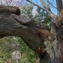 そしてこれは悪いニュース 慈光寺の桜の枝が折れたのはニュースで読んで知ってたけど、大きな枝が根元から折れているのを見ると悲しくなるな...(；´Д｀)
