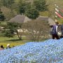 【ひたち海浜公園2016】近くには古民家も 鯉のぼりもあるで！ 